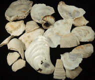 Oyster Shells for sale from midden probably from the Black Horse Tavern, Manhattan Island, near McGowan's Pass, New York City, New York County, New York