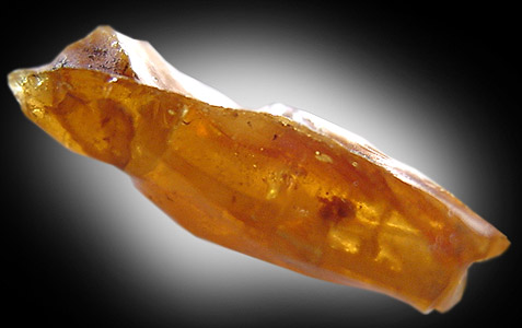 Mineral Specimens: Amber with insect inclusion from Clay pits, Sayreville, New Jersey