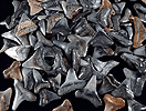 Mineral specimen: Fossilzed Sharks Teeth from Local beachfront, Casey Key, Florida.