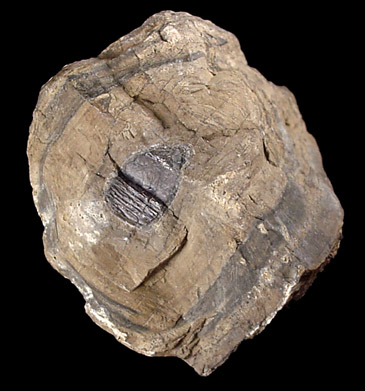 Cerussite over Galena from Cornwall, England