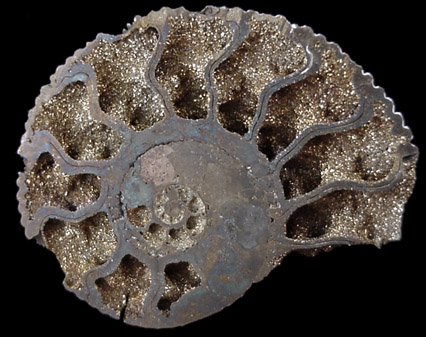 Pyritized Ammonite Fossil from near Moscow, Central Federal District, Russia