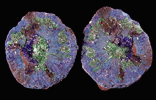 Azurite nodules from Blue Ball Mine, 4.8 km south of Miami, Gila County, Arizona