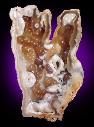 Quartz var. Agate pseudomorphs after Coral (Tampa Bay Coral) from Suwanee River, Suwanee County, Florida