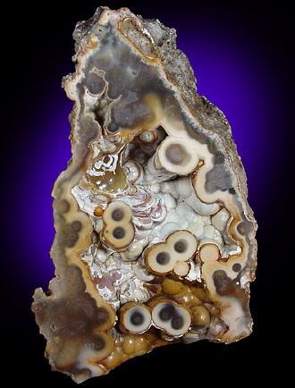 Quartz var. Agate pseudomorphs after Coral (Tampa Bay Coral) from Suwanee River, Suwanee County, Florida