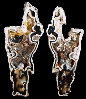 Quartz var. Agate pseudomorphs after Coral (Tampa Bay Coral) from Suwanee River, Suwanee County, Florida