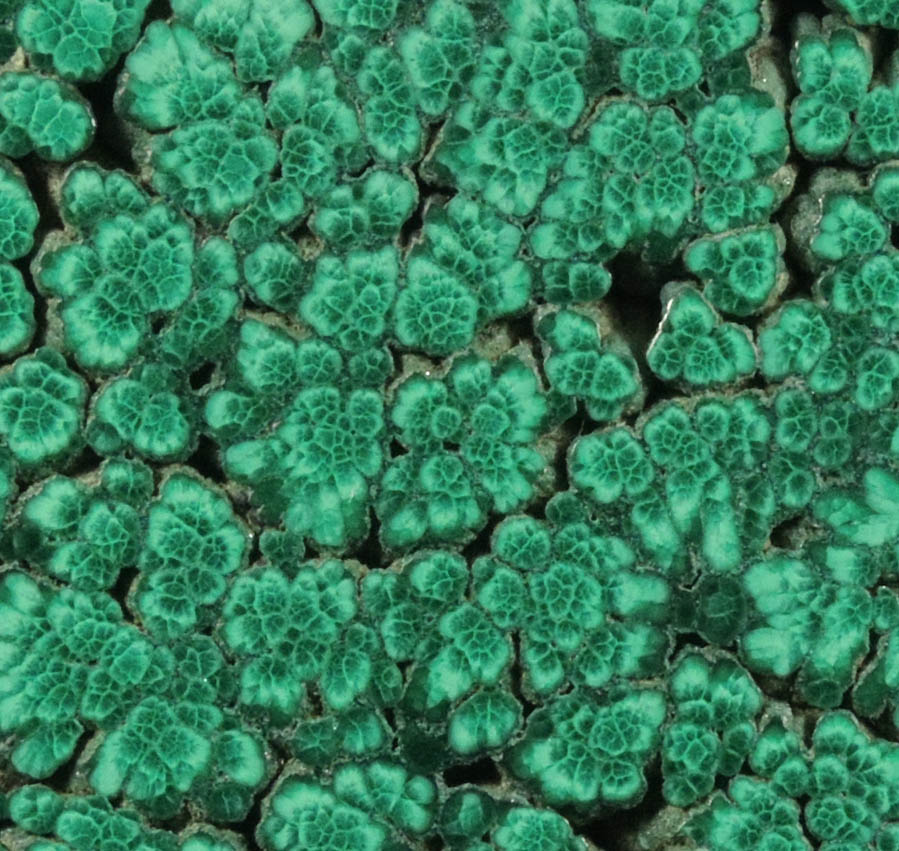 Malachite from Lubumbashi, Katanga Copperbelt, Haut-Katanga Province, Democratic Republic of the Congo