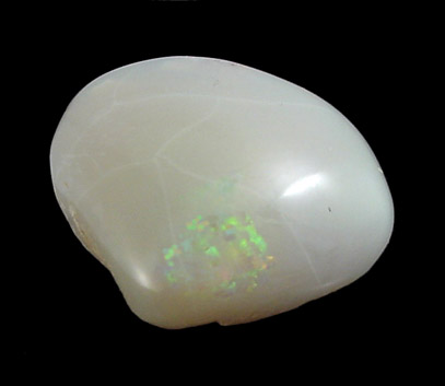 Opalized Fossil Clam from Coober Pedy, South Australia, Australia