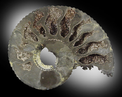 Pyritized Ammonites from near Moscow, Central Federal District, Russia