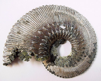 Pyritized Ammonites from near Moscow, Central Federal District, Russia