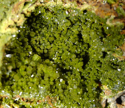 Pyromorphite from Perkiomen Mine, Montgomery County, Pennsylvania