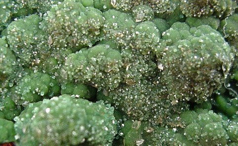Conichalcite from Mina Ojuela, Mapimi, Durango, Mexico