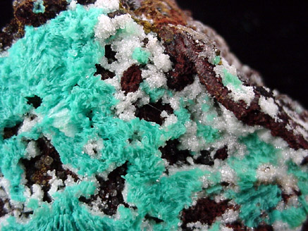 Chrysocolla on Limonite from Mina Ojuela, Mapimi, Durango, Mexico