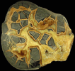 Calcite Septarian from Orderville, Kane County, Utah