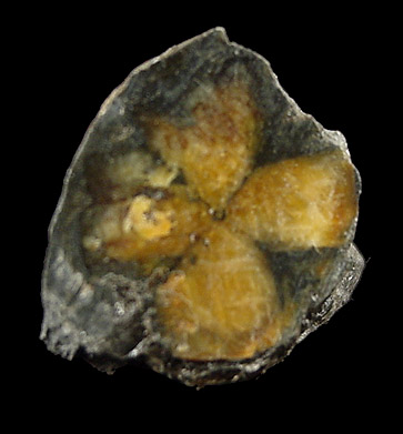 Andalusite var. Chiastolite from Lancaster, Worcester County, Massachusetts