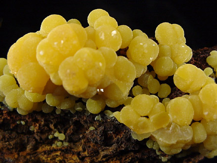 Mimetite from San Pedro Mine, San Pedro Corralitos, Chihuahua, Mexico