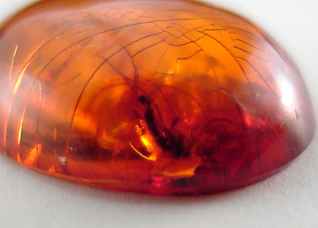 Amber with Insect Inclusion from Baltic Sea, near Gdansk, Poland