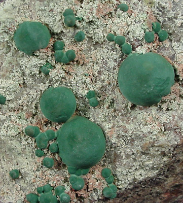 Malachite from Morenci Mine, Clifton District, Greenlee County, Arizona