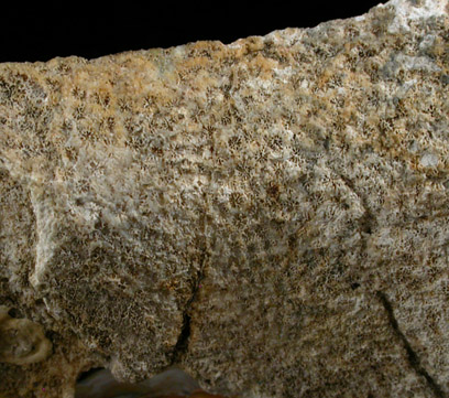 Quartz var. Agate pseudomorphs after Coral (Tampa Bay Coral) from Ballast Point, Tampa Bay, Hillsborough County, Florida