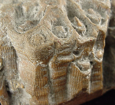 Corallite Fossils (Devonian) from Petoskey, Emmet County, Michigan