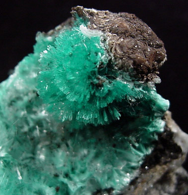 Aurichalcite from 79 Mine, Banner District, near Hayden, Gila County, Arizona