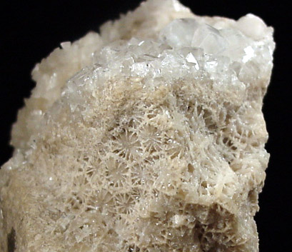 Dolomite and Calcite on fossilized coral from Clifty Falls State Park, Madison, Jefferson County, Indiana