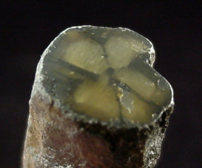 Andalusite var. Chiastolite from Lancaster, Worcester County, Massachusetts