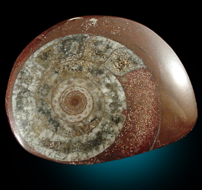 Fossilized Ammonite from Morocco