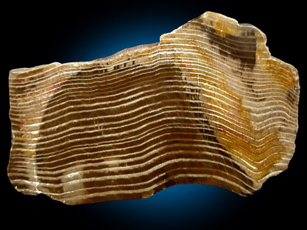 Petrified Wood from Oregon