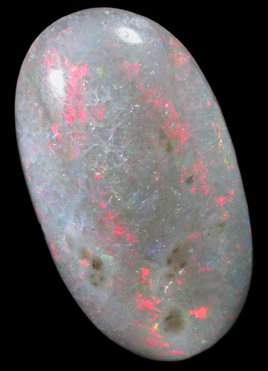 Opal var. Opalized Clam from Australia