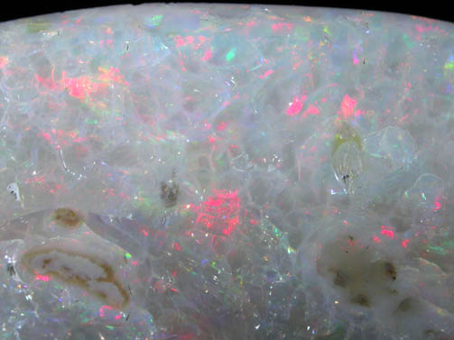 Opal var. Opalized Clam from Australia