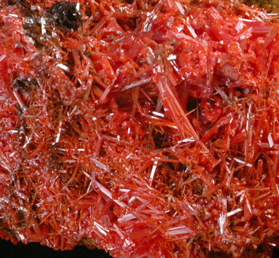 Crocoite from Dundas, Tasmania, Australia