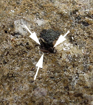 Bastnsite-(Ce) from Red Cloud Mine, Gallinas Mountains, Lincoln County, New Mexico