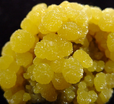 Mimetite from San Pedro Mine, San Pedro Corralitos, Chihuahua, Mexico