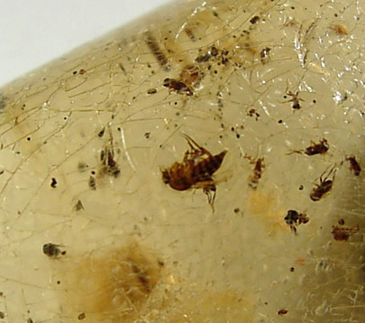 Amber with insect inclusions from Dominican Republic