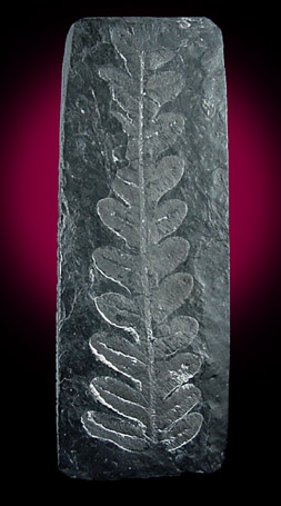 Fossilized Fern from 310 million years old, St. Clair, Pennsylvania