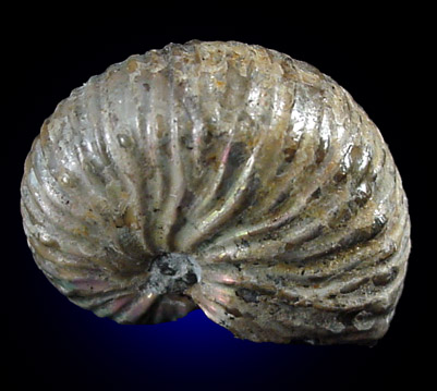 Hoploscaphites Fossil from Cretaceous - 100 million years old, Pierre Formation, Montana