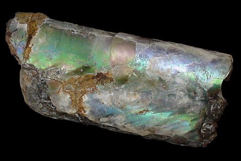 Fossilized Bacculite from Black Hills, South Dakota