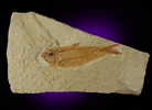 Fossil Fish from 40-50 million years old, Green River Formation, Wyoming