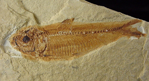 Fossil Fish from 40-50 million years old, Green River Formation, Wyoming