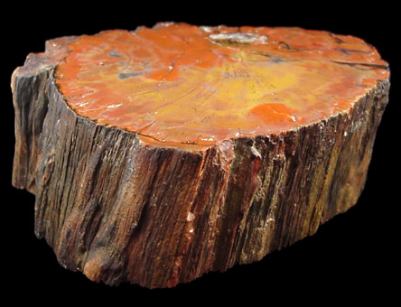 Quartz var. Petrified Wood from Holbrook, Navajo County, Arizona