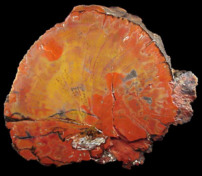 Quartz var. Petrified Wood from Holbrook, Navajo County, Arizona