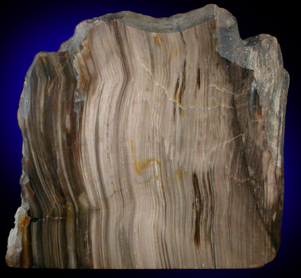 Quartz var. Petrified Wood from Wyoming