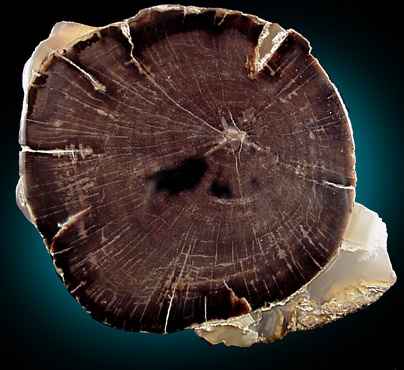 Quartz var. Petrified Wood from Wyoming