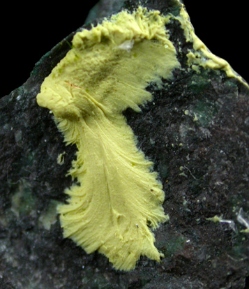 Volborthite from Chuquicamata, Antofagasta, Chile