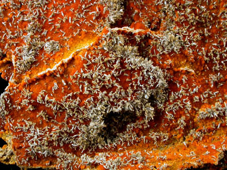 Vanadinite var. Endlichite from Shafter District, Chinati Mountains, Presidio County, Texas