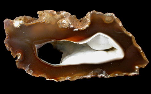 Quartz var. Agate pseudomorphs after Coral (Tampa Bay Coral) from Tampa Bay, Hillsborough County, Florida