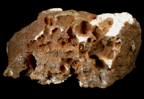 Quartz var. Agate pseudomorphs after Coral (Tampa Bay Coral) from Tampa Bay, Hillsborough County, Florida