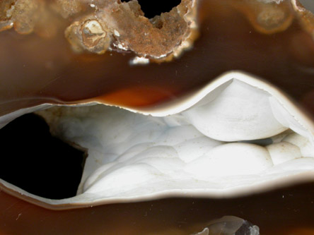 Quartz var. Agate pseudomorphs after Coral (Tampa Bay Coral) from Tampa Bay, Hillsborough County, Florida