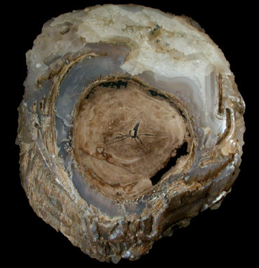 Quartz var. Petrified Wood from (Oregon)