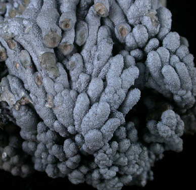 Cryptomelane from Reaphook Hill, Flinders Range, South Australia, Australia